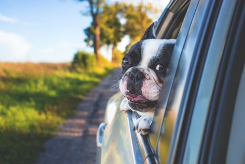 Bienvenue aux animaux