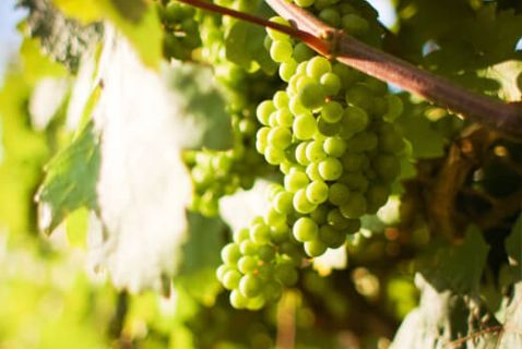 Vacances au cœur des vignes