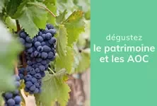 Le temps des vendanges 